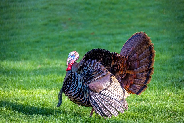 Sourcing Cheap Bulk Bird Seed: Tips for Efficient Storage