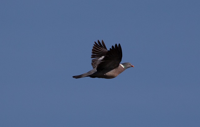 Feed Small Birds, Keep Pigeons Away: UK Guide