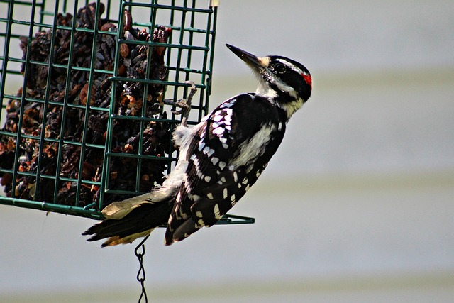 Unleash Energy: Best Suet Pellets for Robins &amp; Tits