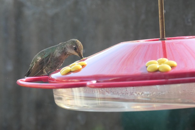 Designing Long-Lasting Weather Proof Bird Feeders