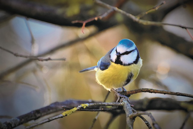 Attract UK Wildlife with Optimal Fat Ball Feeder Setup