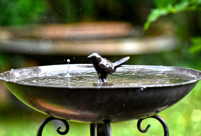 Attract Garden Birds: Best Bird Bath Tips &amp; Setup Guide