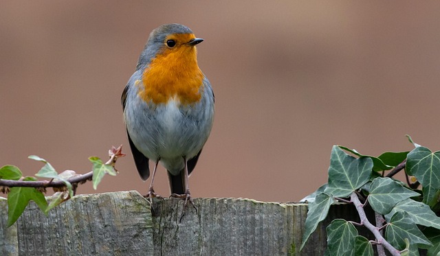 Winter Foods: Attract Robins with Natural Preferences