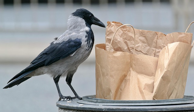 Order Bird Food Home Delivery: Fresh Meals for Your Feathered Friend