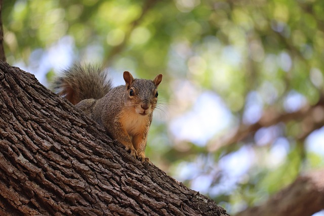 Cheap &amp; Effective Squirrel Proof Bird Feeders for Gardens
