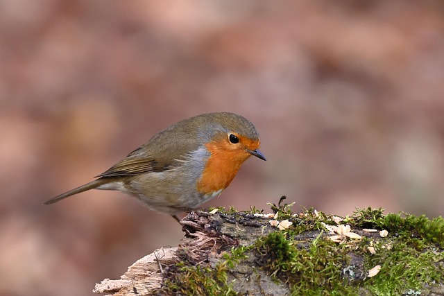 Nourishing Robins: Best Suet Pellets for UK Birds
