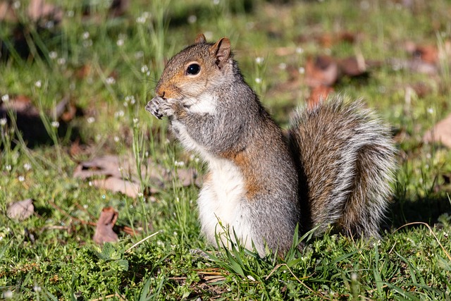 Mastering Squirrel Prevention: Keep Bird Food Safe Naturally
