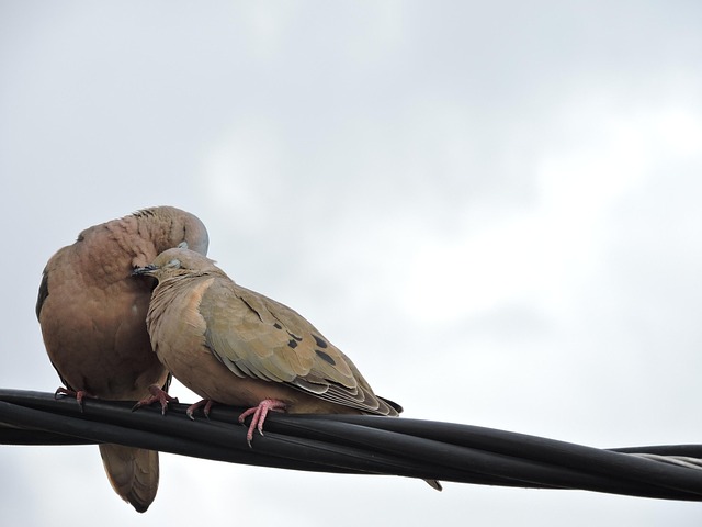 Crafting a Balanced Bird Feed: Buy Online, Mix at Home