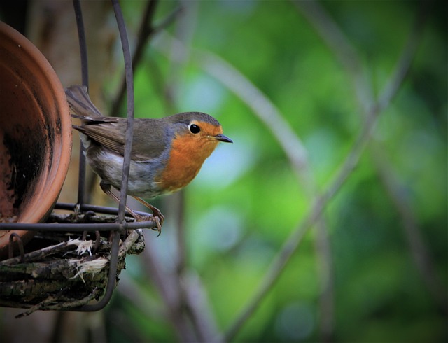 Attract Robins with Optimal Robin-Friendly Bird Food Mix