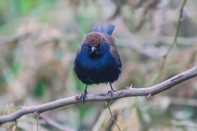 Cheap Sunflower Hearts: Attract Birds in UK Feeders