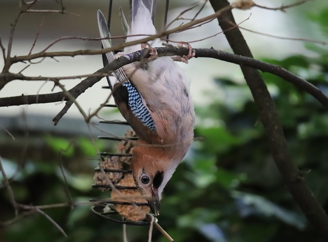Nutritious Suet Pellets: Top Picks for Robins and Tits