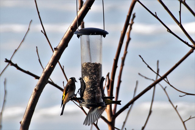 Choose &amp; Buy: Attract Wild Birds with Quality Peanuts