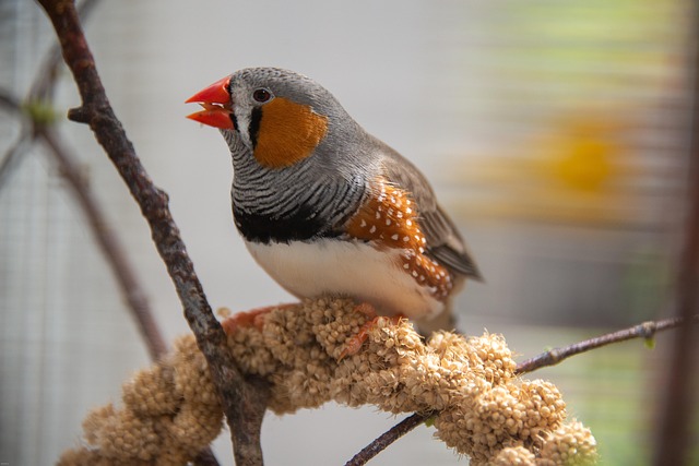 Sunflower Hearts vs. Whole Seeds: Optimal Nutrition for Garden Birds