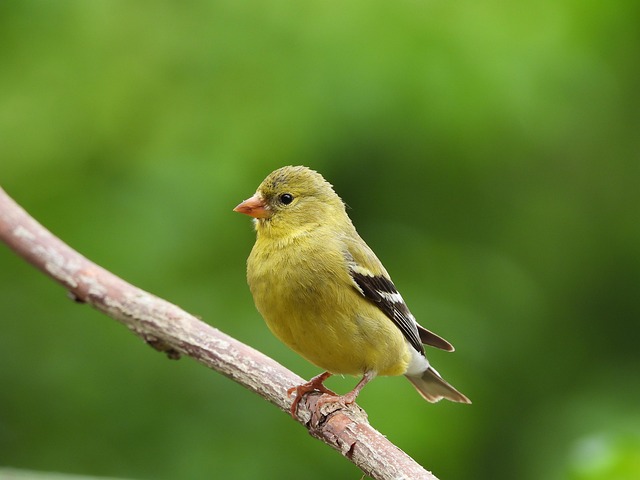 Craft Affordable Bird Feeder Treats with Sunflower Hearts