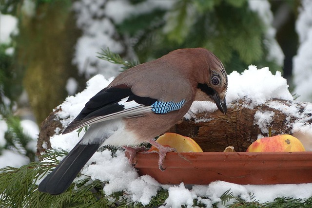 Winterize Your Feed: Top Peanuts for Bird Survival