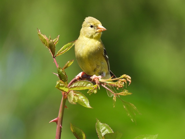 Sunflower Hearts: Superfood for Small Bird Wellness