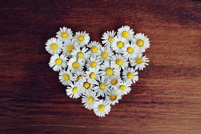 Unleash Savings: Top Sunflower Hearts Bulk Buy UK Deals