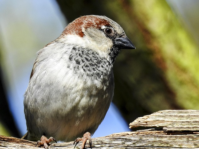 Common Garden Birds: Visual Guide to Behaviors and Sanctuary Creation