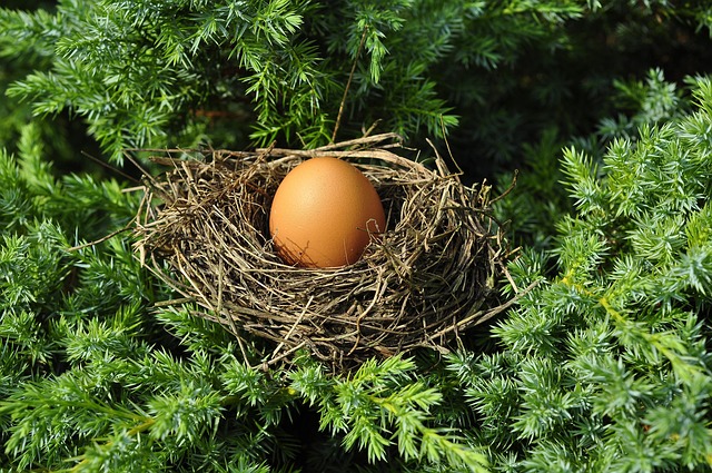 Unveiling Best Bird Boxes: Designs and Benefits Compared