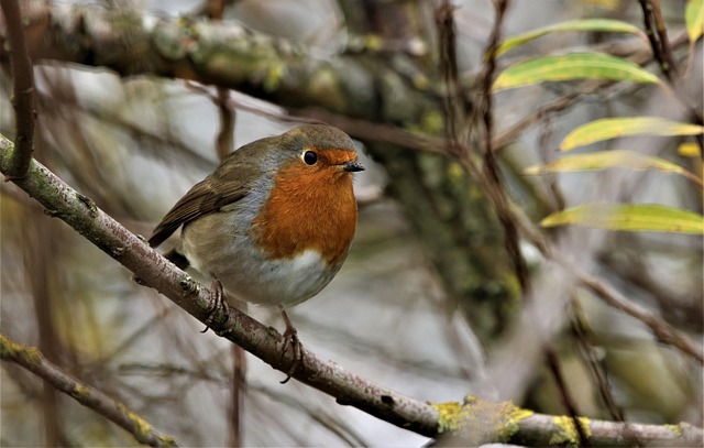 Unraveling Robin Life Span: Why Most Don't Live Beyond Two Years