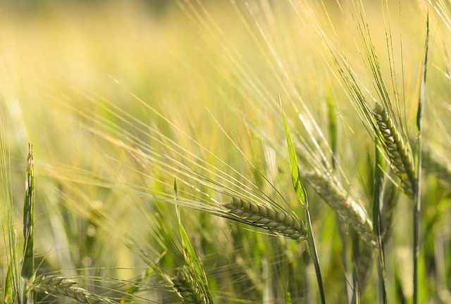 Unleash Healthy Feeding: Top Wheat-Free Bird Food Options