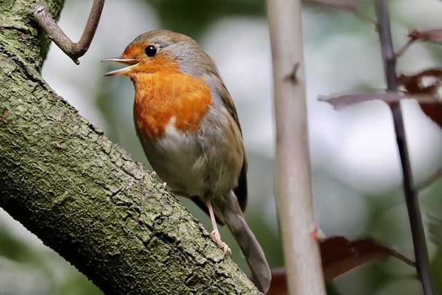 Craft a Robin-Friendly Bird Food Mix for Your Garden