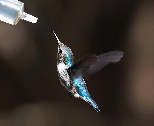 Choose &amp; Set Up Ultimate Bird Feeding Station for UK Gardens