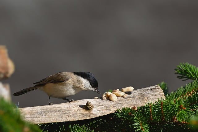 Optimising Bird Feeding for Small Birds in UK Stations