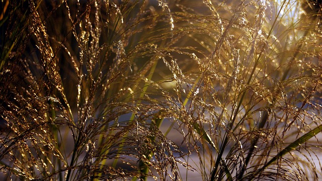 Attract Winter Birds: Top UK Food Options & Urban Haven