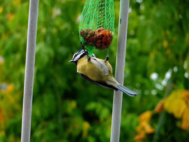 Feeding UK Garden Birds: High-Energy Natural Foods Sanctuary