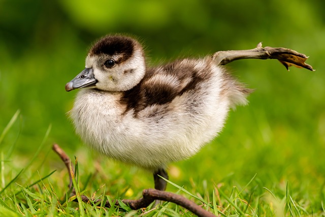 Enhance Bird Habitat: Protect with Caged Ground Feeders