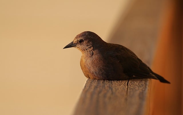 Cheap Bird Seed London: Top Budget Options Explored