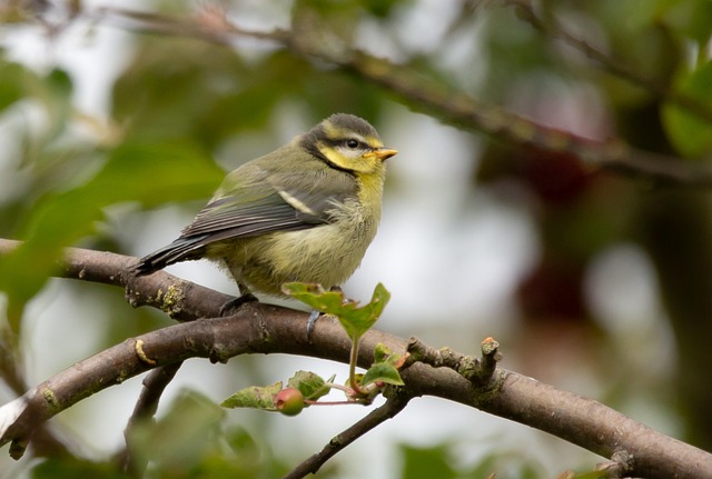 Feeding Fledglings: Natural Foods for Healthy Growth UK
