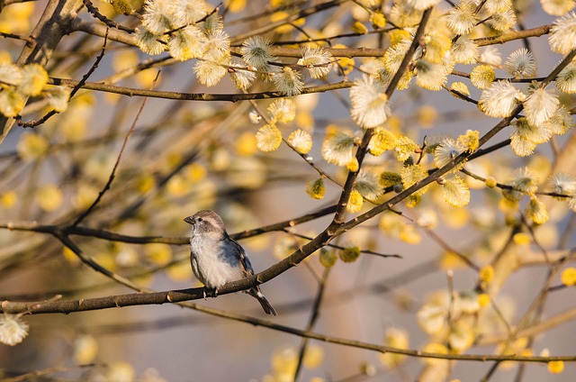 Optimize Mealworm Feeding: Best Caged Feeder Choices
