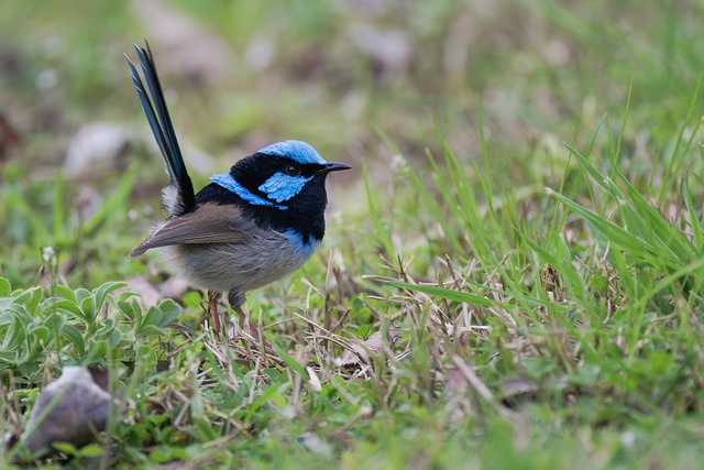 Effortless Feeding: Ideal Ground Feeder for Small Birds &amp; Mealworms