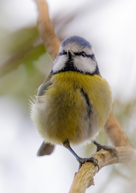 Hanging Bird Tables: Nurturing Outdoor Ecosystems and Avian Diversity