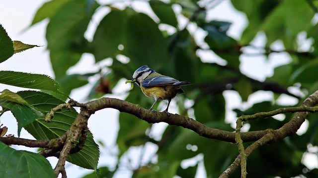 Unleash Nutritional Power: Buy Bird Peanuts Online