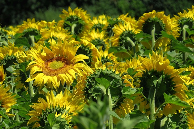 Top UK Wild Bird Seeds for High Energy Nutrition
