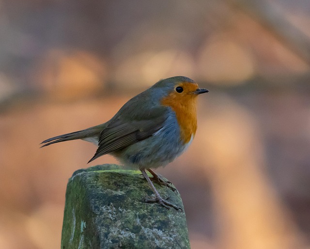 Feed Robins Safely: Diet, Food Choices, and Home Station