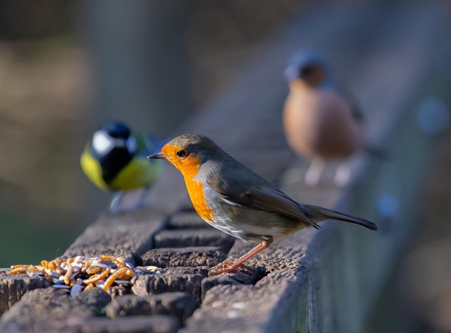 Winter Bird Diet: Sources, Nutrition &amp; Feeding Station Tips