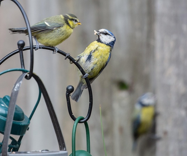 Mealworms for Birds: Natural Protein Powerhouse Secrets