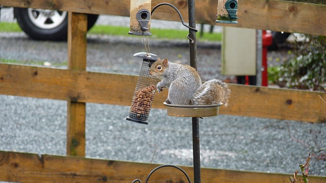 Safeguard Bird Food: Stop Squirrels Naturally & Effectively