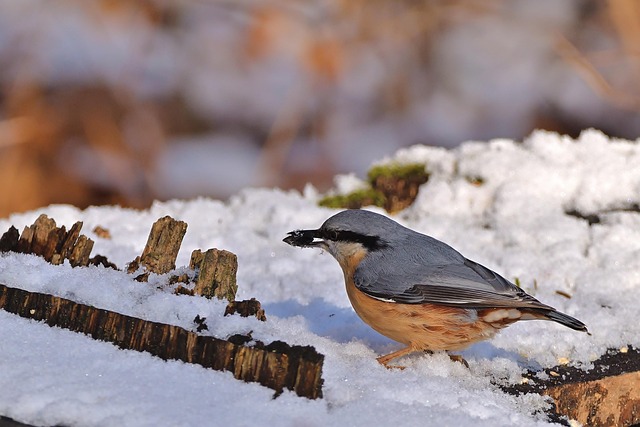 Bird Food Subscription Box UK: Feed Your Feathered Friends Effortlessly