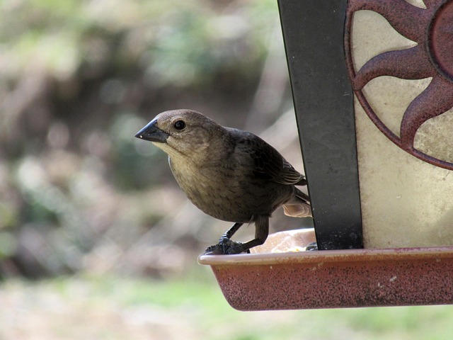 Weather-Proof Bird Feeders: Protecting Birds in Any Climate