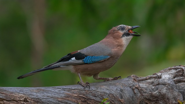 Nut and seed mix for wild birds
