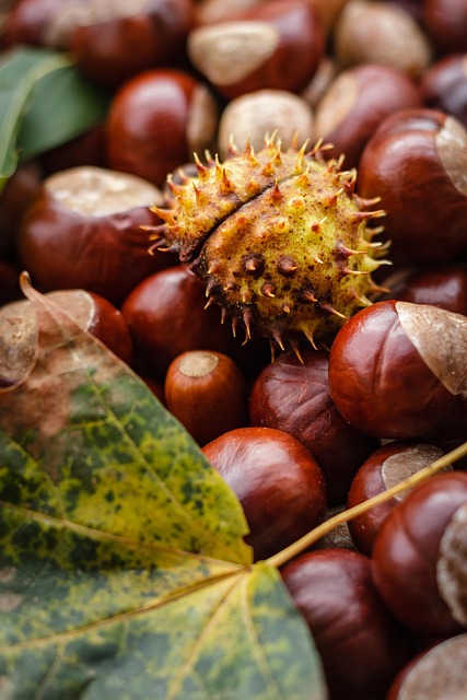 Nut and seed mix for wild birds
