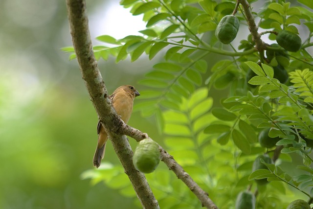 Online store page showing bird seed options