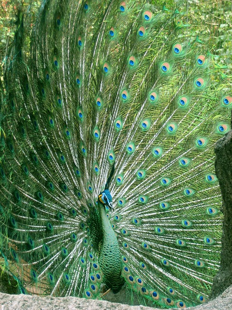 Outdoor display of bird seed deals