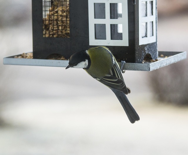 Outdoor display of bird seed deals