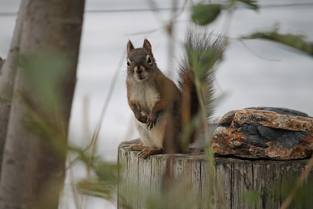 Outdoor feeder preventing squirrel access